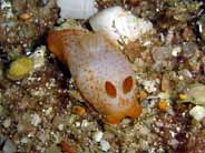 Photo: B. & S. Koretz, Eilat, Sept 2005; see a larger picture